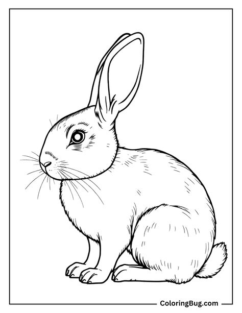 coloring page features a side-on view of a rabbit sitting in a calm, upright position. The rabbit's outline is simple yet detailed, showing texture in its fur, a small round tail, and long ears that are slightly tilted. Its eye is large and expressive, and whiskers extend from the nose, adding to the realistic appearance. Rabbit Coloring Pages, Rabbit Coloring, Rabbit Sitting, Rabbit Eating, Bunny Coloring Pages, Coloring Pages Free Printable, Fabric Embellishment, Cute Rabbit, Cute Bunny