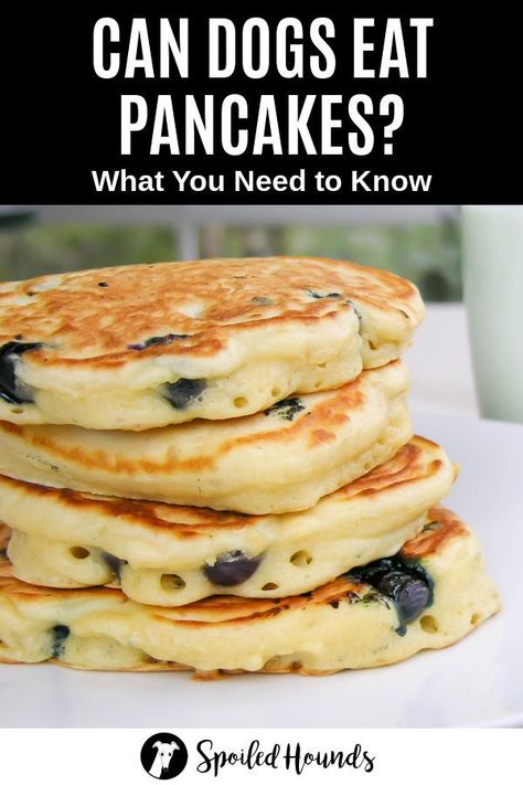 Can dogs eat pancakes? Keep your dog safe and find out what you need to know about dogs eating plain or flavored pancakes, homemade pancakes, almond pancakes, and pancakes with butter and syrup. #dogsafety #doghealth #dogs #doglovers #doginformation #dogownertips #pethealth #pancakes Dog Friendly Pancake Recipe, Dog Friendly Pancakes, Pancakes For Dogs Recipe, Pancakes For Dogs, Dog Pancakes, Dog Pancakes Recipes, Can Dogs Eat Bananas, Organic Pancakes, Scotch Pancakes