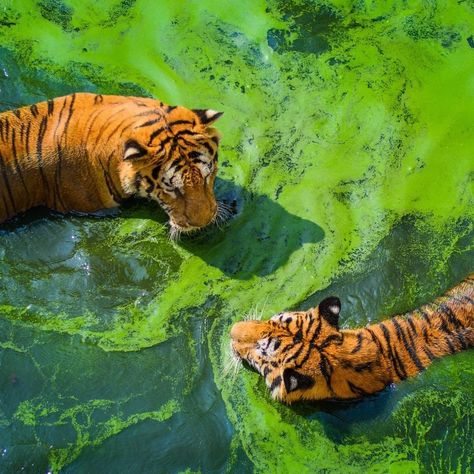 @instathejungle shared a photo on Instagram: “When your sitting with your tiger bro and the water suddenly turns green 😬😂... The look on that tiger on the left does look like he is…” • Sep 17, 2020 at 11:30am UTC Irl References, Pretty Animals, Arachnids, Silly Animals, Animal Photo, Art Reference Photos, Big Cats, Wildlife Photography, Beautiful Creatures