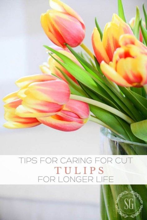 What To Put In Water, Tray Vignettes, Tulip Care, Spring Creative, Tulip Decor, Short Vase, Spring Decorating, Tulips In Vase, Herbs Indoors