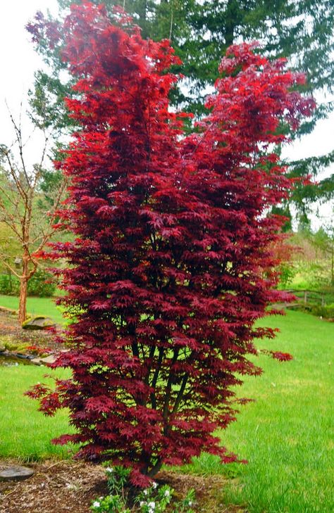 Acer palmatum 'Twombly's Red Sentinel' - Columnular Japanese Maple for sale Japanese Maple Tree Front Yard, Japanese Maple Tree Landscape, Maple Tree Landscape, Japanese Maple Varieties, Japanese Red Maple, Red Maple Tree, Columnar Trees, Japanese Maple Tree, Acer Palmatum