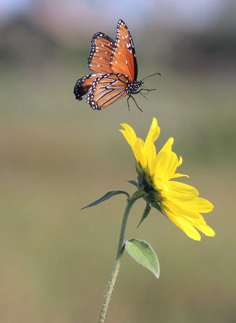 Flying Photography, Queen Butterfly, Fly Drawing, Blooming Sunflower, Butterfly Flying, Butterfly On Flower, Birthday Card Drawing, Butterfly Images, Butterfly Photos