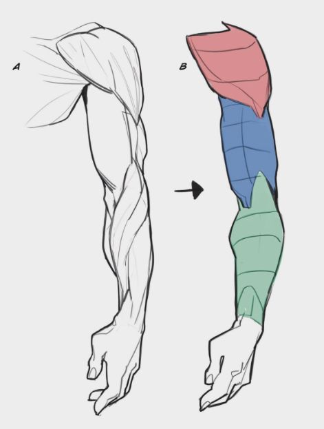 Man Arm Muscles Reference, How To Draw Arm Muscles Female, Male Arms Drawing Reference, Male Arm Drawing Tutorial, Anatomy Arms Drawing, Arm References Male, Arms By Side Reference, Art Reference Arms, How To Draw Arms Male