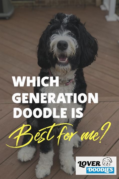 Does it really matter what generation Doodle you get? Let’s explore this question a little more about the characteristics and traits of each one. #F1Doodle#F1Goldendoodle #F1Labradoodle #DoodleGenerations #BestDogBreeds White Goldendoodle, F1 Labradoodle, Doodle Dog Breeds, Puppy Facts, Puppy Biting, Puppy Chewing, Doodle Puppy, Free Dogs, Doodle Dog