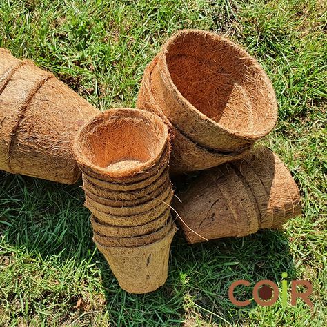 Our coir pots (coco pots) come in a variety of sizes and are ideal for sowing seeds or for growing larger plants. They are 100% biodegradable, and are a great alternative for plastic pots! They also have no transplanting shock when repotting. Head over to our online shop to make your pick: https://www.coirproducts.co.uk/product-category/coir-pots/ #CoirProducts #Coirproductsuk #Biodegradable #CocoPots #BiodegradablePots #Growing #Gardening #GrowYourOwn #Grower #GrowWithC… See more Coconut Shell Pot Planters, Biodegradable Plant Pots, Newspaper Seedling Pots, Orchid Pots With Holes, Plastic Pots, Grow Your Own, Large Plants, Decorative Wicker Basket, Potted Plants