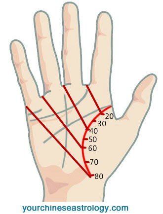 Palm Reading Charts, Thirst For Knowledge, Palm Lines, Vintage Tattoo Design, Reading Guide, Palm Reader, Chinese Book, Holistic Diet, Life Energy