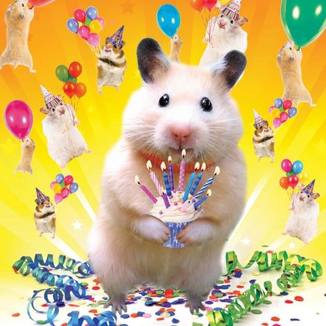 Hamster Birthday, Colourful Birthday, Funny Hamsters, A Hamster, Cute Hamsters, Birthday Meme, Funny Happy, Birthday Gif, Funny Profile Pictures