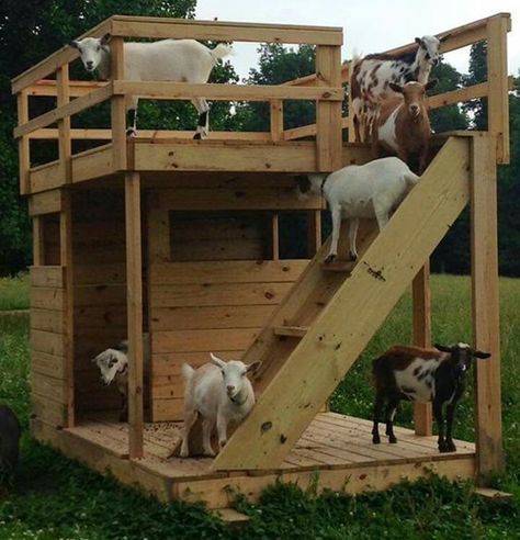 DIY Rooftop Terrace Goat House... #goats #homestead #homesteading Diy Goat House, House Rooftop, Goat Playground, Goat Toys, Goat Shed, Goat Shelter, Goat Pen, Mini Goats, Goat House