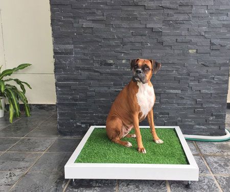 If you want to provide your dog with the best comfort even when you are not at home, then this Self-Flushing Dog Toilet is what you have been waiting for. Dog Potty Area, Artificial Grass For Dogs, Dog Litter Box, Grass Installation, Dog Pee Pads, Artificial Grass Installation, Dog Toilet, Dog Potty Training, Dog Potty