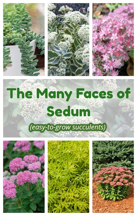 Sedums are easy-to-grow succulents that add color and interest to your garden in summer and fall! There are hundreds of varieties, so you can plant tall or creeping sedums to bring colorful flowers and interest to your garden. #sedums #succulents #succulentgarden #gardening Sedum And Hosta Garden, Sedum Plants Perennials, Sedums In Pots, Creeping Sedum Ground Cover, Sedums In Garden, Sedum Container Ideas, Types Of Sedum Plants, Sedum Garden Ideas, Sedum In Pots