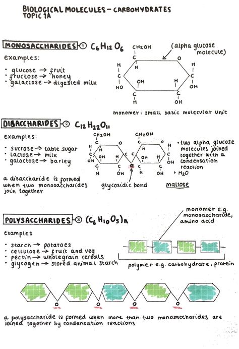 Alevel Bio Notes, Biochem Notes, Monosaccharides Notes, Polysaccharides Notes, Biochemistry Notes Carbohydrates, Carbohydrates Biochemistry, Carbohydrates Notes Biology, Biology Alevel Notes, Alevel Biology