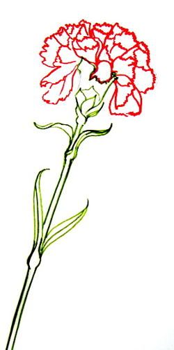 Carnation Drawing, Wrist Tatoo, Beginner Drawing Lessons, Learn Watercolor Painting, Drawing Ideas List, Drawing Step By Step, Learn Watercolor, Watercolor Paintings For Beginners, Drawing Step