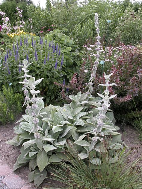 Planting In Sandy Soil, Kentucky Coffee Tree, Baptisia Australis, Japanese Quince, Maidenhair Tree, Stachys Byzantina, Cranesbill Geranium, Mock Orange, Sandy Soil