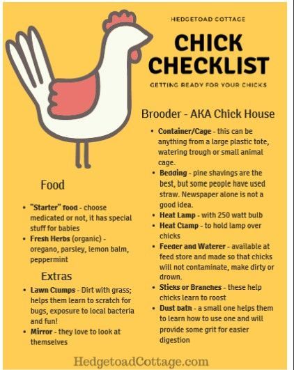 Chicken Checklist, Cute Chicken Coops, Raising Chicks, Backyard Chicken Coop Plans, Diy Chicken Coop Plans, Backyard Chicken Farming, Chicken Life, Raising Backyard Chickens, Chicken Chick