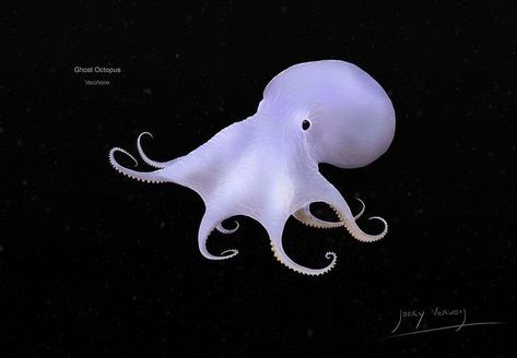 Casper Illustration, Ocean Matching Pfp, Ghost Octopus, Octopus Aesthetic, Cute Marine Animals, Marine Core, Cute Sea Creatures, Deep Sea Creatures, Scientific Name