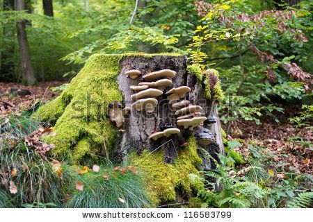 Mushrooms On Tree Stump, Mushroom On A Tree, Mushrooms On Trees Drawing, Mushroom Tree Stump, Mushroom On Trees, Mossy Tree Stump, Tree Stump Drawing, Tree Stump Painting, Mushrooms On Trees