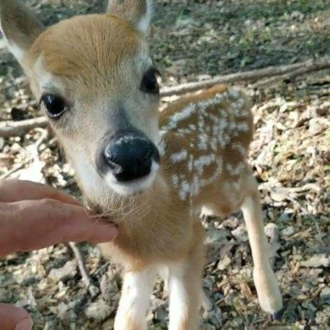 Christmas Angel, Baby Deer, Deer, Angel, Christmas