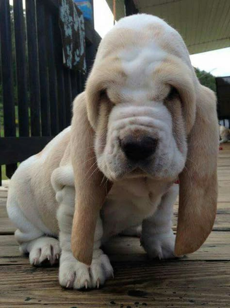 Hound Dog Puppy, Bassethound Puppy, Basset Hound Cute, Funny Dogs Pics, Funny Dog Videos Hilarious, Baby Basset Hound, Cute Basset Hounds, Dogs Pics, Basset Hound Puppy Aesthetic