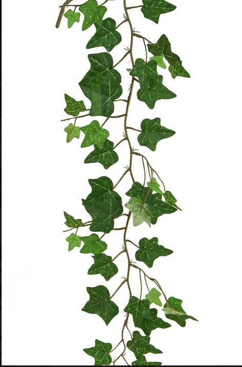 Indoor Ivy, Ivy Plant Indoor, Ivy Flower, Lipstick Plant, Artificial Branches, Ivy Vine, Artificial Plants And Trees, English Ivy, Ivy Plants