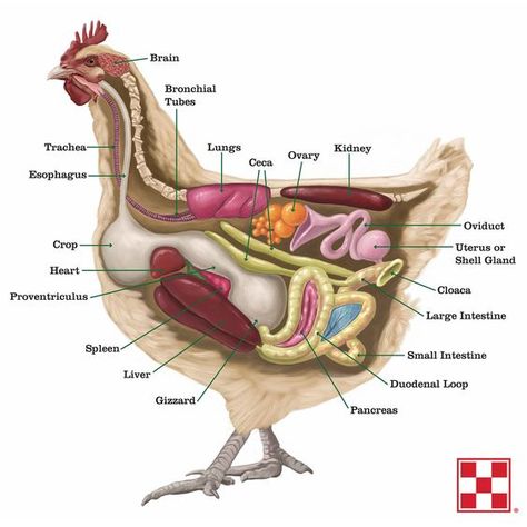 Chicken Anatomy, Tanaman Air, Vet Medicine, Vet School, Backyard Poultry, Chicken Chick, Backyard Flocks, Keeping Chickens, Animal Science