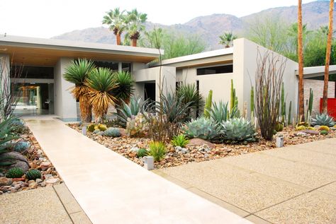 In mid-century gardens, a scattering of shrubs was low maintenance yet stylish. Photograph by Steve Martino. Mid Century Modern Landscaping, Mid Century Modern Garden, Mid Century Landscaping, Modern Garden Landscaping, Succulent Landscape Design, Modern Desert, Dry Garden, Modern Landscape Design, Modern Garden Design