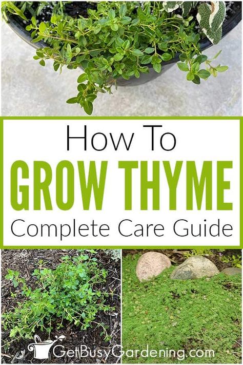 Thyme In Garden, Herb Care Guide, How To Grow Thyme, Thyme Plant Care, Grow Thyme, Farm Plants, Thyme Garden, Herbs Medicinal, Growing Thyme