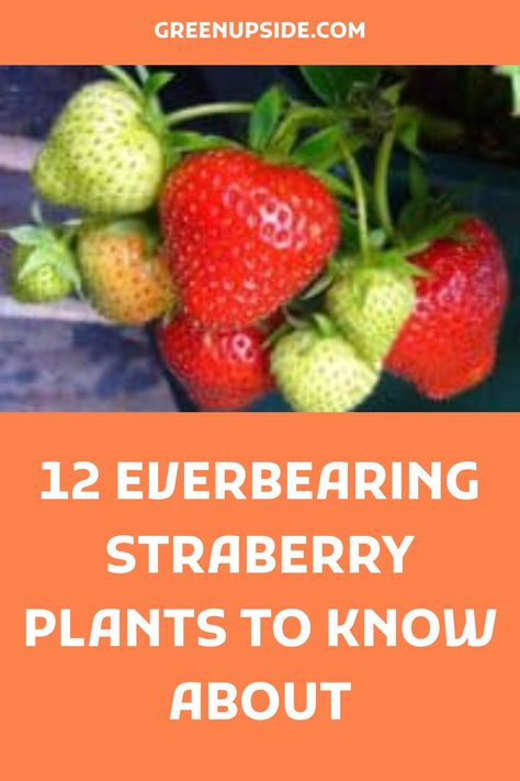 Everbearing strawberry plants include: Albion, Charlotte, Eversweet, Festival, Fort Laramie, Ogallala, Ozark Beauty, Quinault, Seascape, Tribute, Tristar, and White Pineberry. Dates for 1st & 2nd harvest differs between varieties, so if you choose wisely you can get strawberries for months in row! Everbearing Strawberries, Fort Laramie, Strawberry Varieties, Spring Hill Nursery, White Strawberry, Starting A Vegetable Garden, Fast Growing Trees, Strawberry Plants, Edible Landscaping