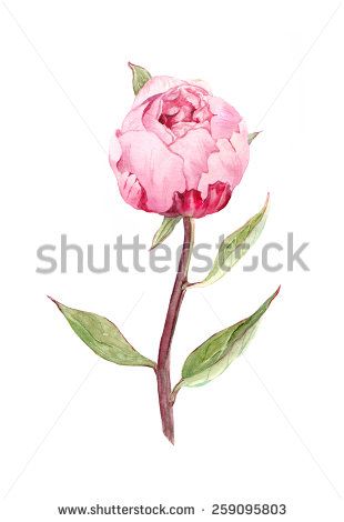 Bud of peony flower. Watercolour Peonies Drawing, Peony Drawing, Flower Watercolour, Peony Bud, Flowers Peonies, Blue Drawings, Wreath Drawing, Peony Painting, 수채화 그림