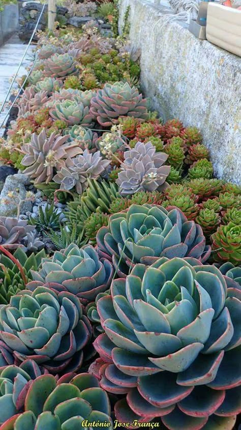 Succulent Garden Outdoor, Cactus Garden Landscaping, Different Types Of Succulents, Succulent Garden Landscape, Succulent Landscape Design, Pinterest Garden, Front Garden Landscape, Succulent Garden Design, Succulent Landscaping