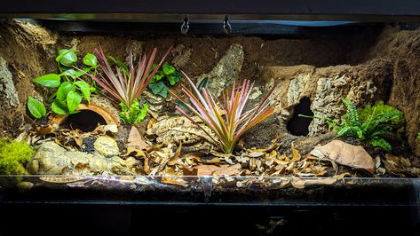 Blue Tongue Skink Enclosure, Skink Enclosure, Leopard Gecko Setup, Dart Frog Vivarium, Leopard Gecko Habitat, Lizard Terrarium, Bioactive Vivarium, Snake Cages, Gecko Habitat