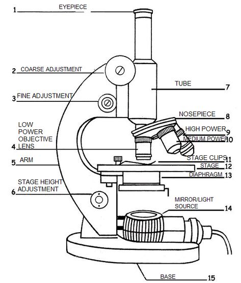 A labeled diagram of a microscope. MLT 101. :) Microscope Drawing With Label, Microscope Worksheet, Microscope Drawing, Teaching Cells, Biology Drawing, Chemistry Lab Equipment, Compound Microscope, Medical Lab Technician, Microscope Parts