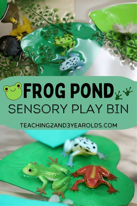 This spring sensory bin is a great addition to your frog theme! After learning about the frog life cycle, put together water, rocks, lily pads and frogs for some sensory fun! #frogs #sensory #sensorybin #science #water #pond #spring #preschool #AGE3 #AGE4 #teaching2and3yearolds Pond Theme Preschool, Pond Sensory Bin, Pond Sensory, Tactile Sensory Activities, Spring Sensory Bin, Pond Life Theme, Science Activities For Toddlers, Butterflies Classroom, March Preschool