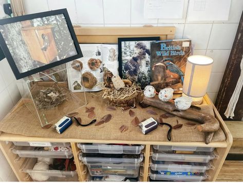 Preschool Birds, Science Table, Inquiry Project, Reggio Inspired Classrooms, Reggio Emilia Inspired, Inquiry Learning, Inquiry Based Learning, Reggio Inspired, Classroom Design