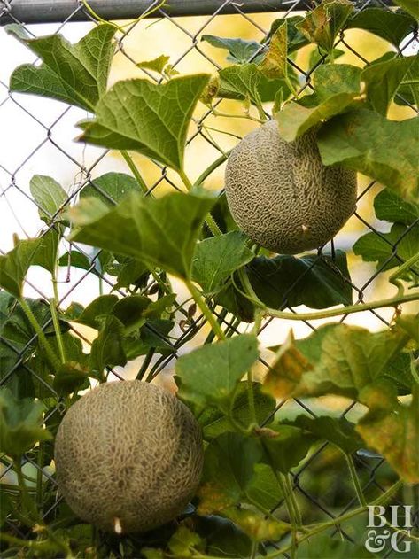 Planting Cantaloupe, How To Grow Cantaloupe, Grow Cantaloupe, Cantaloupe Fruit, Growing Melons, How To Grow Watermelon, Garden Orchard, Pinterest Garden, Growing Pumpkins