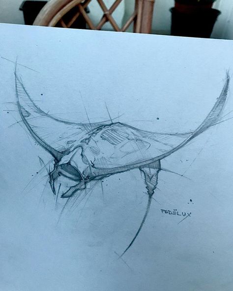 Zombie Shark Drawing, Sting Rays Drawing, Shark Sketch Drawing, Sting Ray Sketch, Shark Head Drawing, Sting Ray Drawings, Marlin Drawing, Hammerhead Shark Drawing, Marine Life Drawing