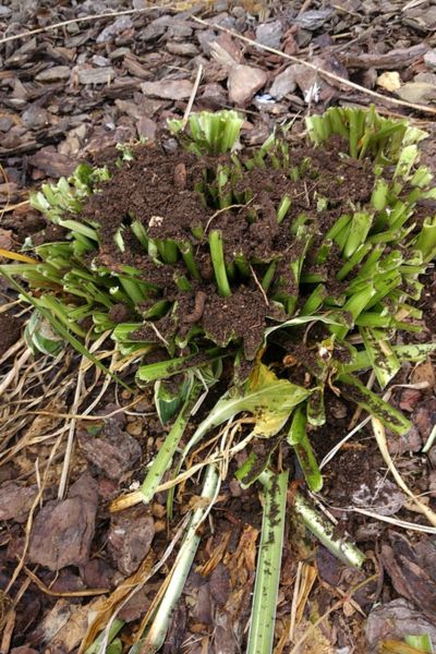 Overgrown Plants, Hosta Care, Late Summer Early Fall, Hosta Varieties, Outside Plants, Shade Garden Plants, Hosta Gardens, Hosta Plants, Planting Hydrangeas