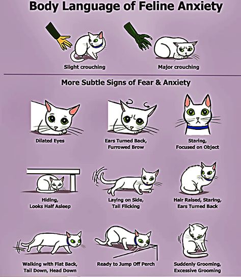 Cat Body Language, Cat Language, Cat Body, Older Cats, Kitty Stuff, Body Posture, Cat Garden, Cat Cafe, Cat Behavior