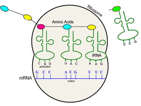 Translation Biology, Study Diagrams, Dna Transcription And Translation, Science Gif, Dna Transcription, Igcse Biology, Biology College, Biology Worksheet, Transcription And Translation