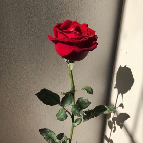 Flowers 🌺 on Twitter: "… " Flower Hearts, Flowers And Hearts, Beautiful Flower, Red Rose, Valentine's Day, Flowers, Wall, Red