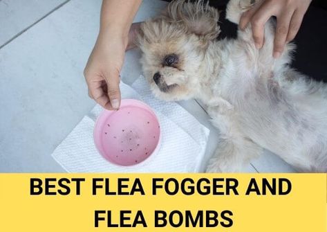 Best Flea Foggers for Quick and Effective Flea Control in 2023 Flea Bomb, Kill Roaches, Killing Fleas, Flea Remedies, Best Dog Shampoo, Flea Infestation, Flea Shampoo, Diy Pest Control, Flea Control