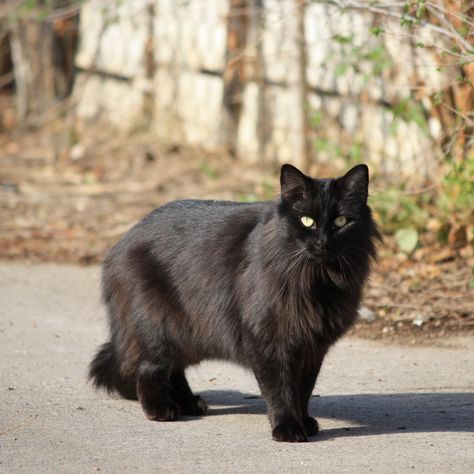 Black Longhaired Cat Chantilly Tiffany, Black Cat Breeds, Warrior Cat Names, Fluffy Black Cat, Beautiful Black Cats, Black Kitties, Black And White Cats, Long Haired Cats, Black Kitty