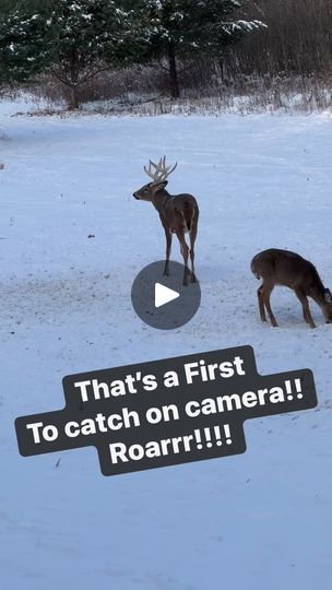 2.2M views · 17K reactions | Now this is quite the vocalization!!! #grunt #whitetaildeer | Hunt's End Deer Ranch | Hunt's End Deer Ranch · Original audio Funny Deer Pictures, Deer Hunting Humor, Whitetail Deer Pictures, Funny Deer, Coyote Hunting, Deer Pictures, Hunting Humor, Whitetail Bucks, Hunting And Fishing