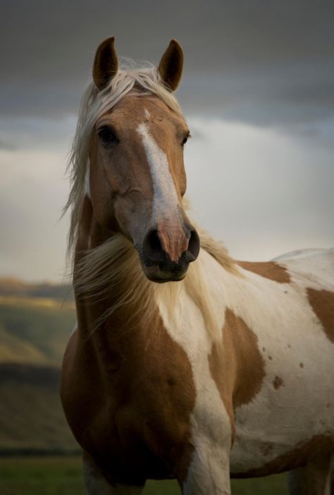 Horse Frontal View, Wild Horse Pictures, Wild Horses Photography, Yellowstone Camping, American Paint Horse, Standing At Attention, Palomino Horse, Attention Seeking, Most Beautiful Horses