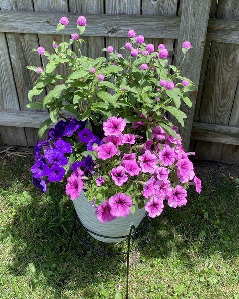 You don't need 100 plants to make a planter interesting! Look at this container with two colors of Easy Wave Petunias and one gomphrena plant! Wave Petunias, Easy Waves, Petunias, Hot Summer, Container Gardening, Flowers, Plants, Color