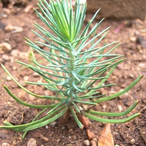 The Best Time of Year to Transplant Pine Trees Pine Cone Seeds, Loblolly Pine, Tree Transplanting, White Pine Tree, Tree Seedlings, Porch Flowers, Lake Charles, Bonsai Plants, Tree Care