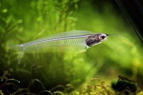 Glass catfish are schooling freshwater species with a transparent body. They are evenly tempered and are active swimmers. Find out more about their characteristics, feeding habit, tank requirements and lots more. Glass Catfish, Cory Catfish, Fish Freshwater, Blue Catfish, Transparent Fish, Channel Catfish, Tropical Freshwater Fish, African Cichlids, Cool Fish