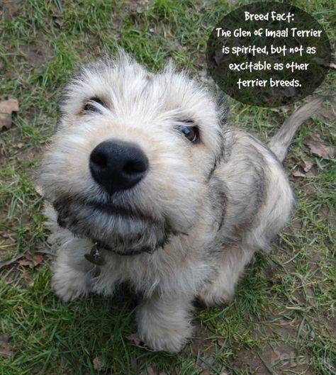 Irish Terrier Puppies, Irish Dog Breeds, Glen Of Imaal, Unusual Dog Breeds, Glen Of Imaal Terrier, Wheaton Terrier, Pet Tips, Food Dog, Irish Terrier