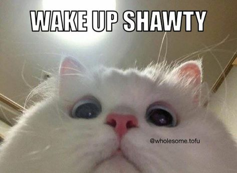 What Are You Up To, Wake Up Shawty, Aho Girl, Memes Lol, Silly Cats Pictures, Cute Texts For Him, Funny Animal Jokes, Cute Messages, Funny Profile Pictures