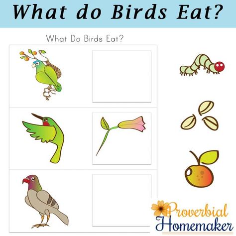 Birds and Their Food Printable Pack 3 What Do Birds Eat Preschool, Crow Food, Preschool Birds, Nature Preschool, Bird Outline, Literacy Activities Kindergarten, Activities Kindergarten, Toddler Class, What Is A Bird