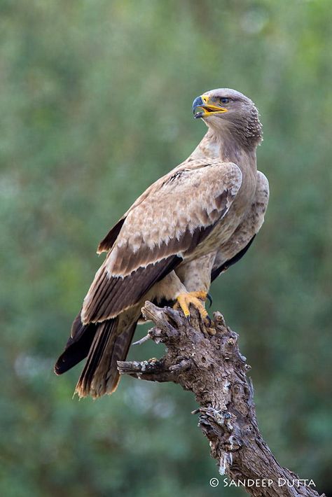 Tawny Eagle - Spend a few minutes with this beauty that morning at Tal Chapar, Rajasthan. Adlerian Psychology, Adlerian Therapy, Tawny Eagle, Regard Animal, Raptors Bird, Eagle Pictures, Nature Birds, Big Bird, All Birds